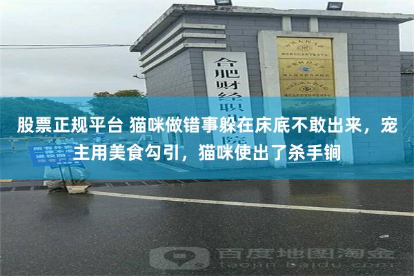 股票正规平台 猫咪做错事躲在床底不敢出来，宠主用美食勾引，猫咪使出了杀手锏